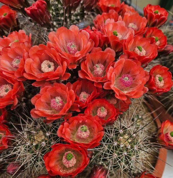 Echinocereus coccineus - rote Blüte Selection